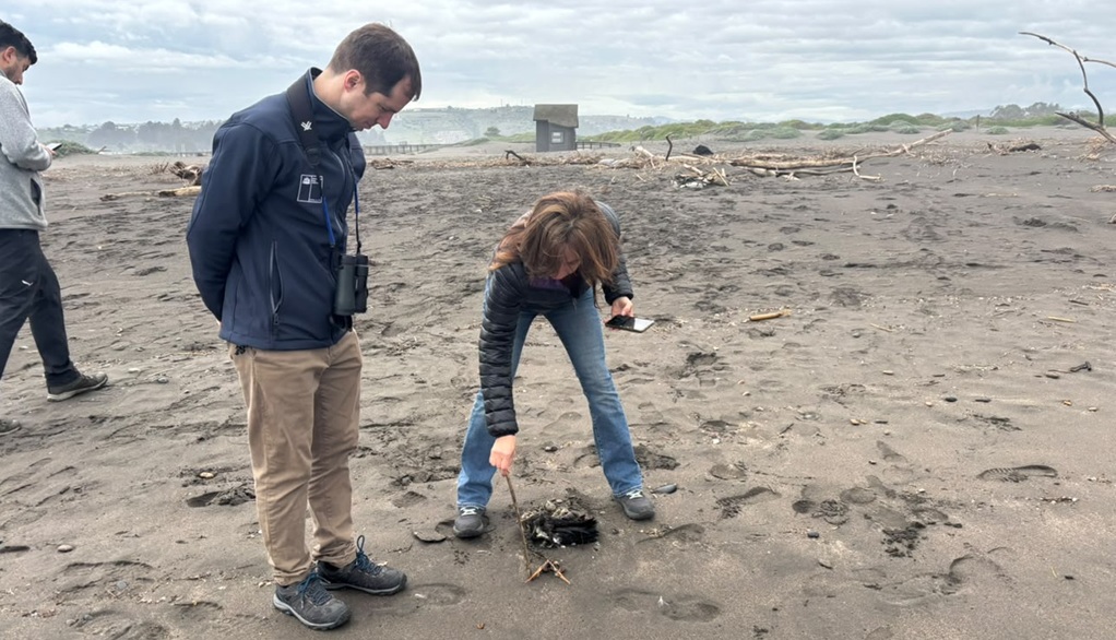 Nueva herramienta ciudadana permite registrar varamientos de fauna marina y fortalecer su protección en Chile