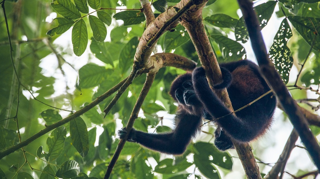 10 curiosidades que hacen de Costa Rica un destino fascinante para los viajeros